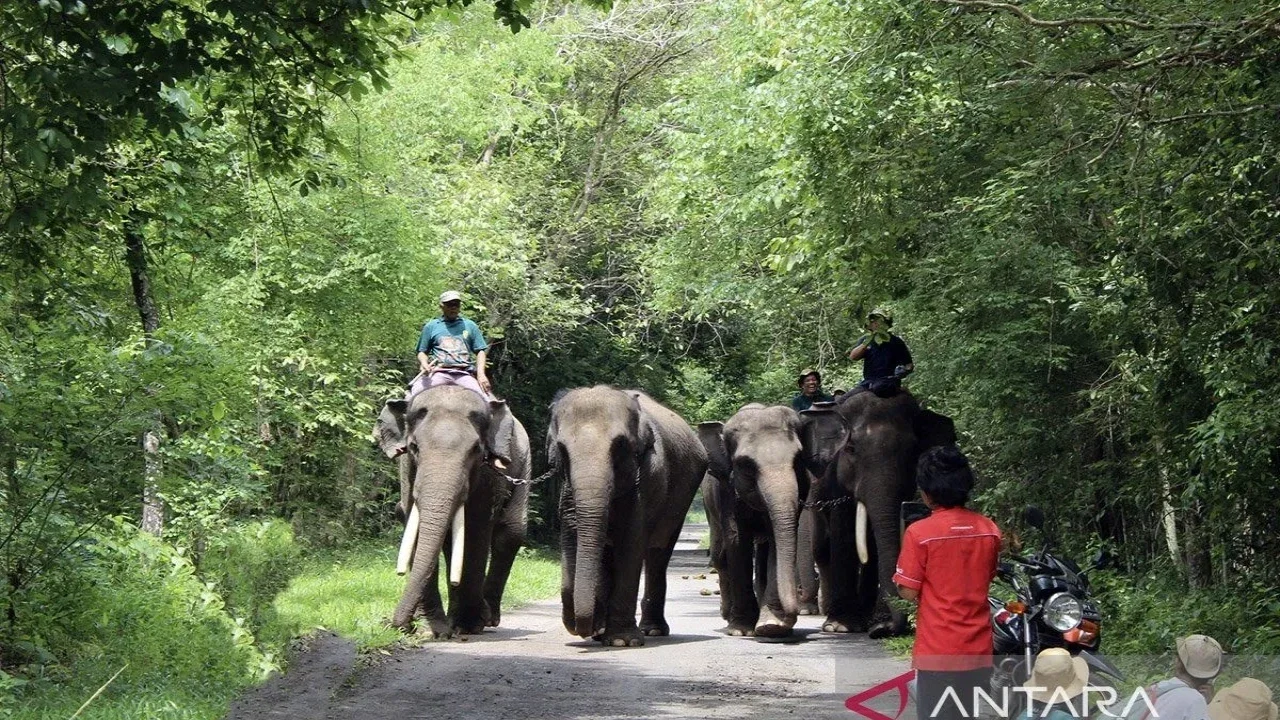 rayakan hari cinta puspa dan satwa nasional 2025 dengan ucapan menyentuh FnoSGF 1280x720 1
