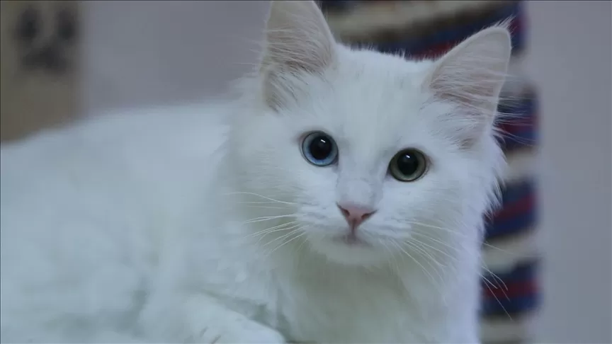 Hilangkan Bau Pipis Kucing di Sofa Seketika Tanpa Repot!