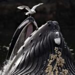 Foto Terbaik European Photography Awards 2026 Memukau Dunia