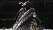 Foto Terbaik European Photography Awards 2026 Memukau Dunia