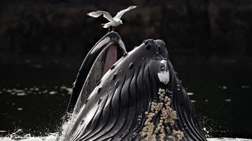 Foto Terbaik European Photography Awards 2026 Memukau Dunia