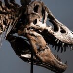 Suhu Tubuh Tyrannosaurus rex Ungkap Pola Hidup Masa Lalu