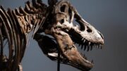 Suhu Tubuh Tyrannosaurus rex Ungkap Pola Hidup Masa Lalu