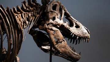 Suhu Tubuh Tyrannosaurus rex Ungkap Pola Hidup Masa Lalu