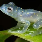 Koleksi Katak Cantik dan Unik di Dunia, Nyata dan Bukan Hasil Karya AI