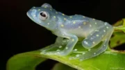 Koleksi Katak Cantik dan Unik di Dunia, Nyata dan Bukan Hasil Karya AI