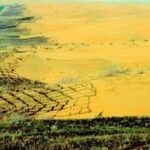Dinding Hijau Raksasa China: 66 Miliar Pohon di Gobi dan Taklamakan