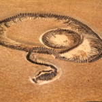 Ular Raksasa Vasuki Pesaing Titanoboa Ditemukan di India