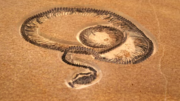 Ular Raksasa Vasuki Pesaing Titanoboa Ditemukan di India