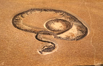 Ular Raksasa Vasuki Pesaing Titanoboa Ditemukan di India
